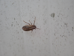 Dicranotropis hamata