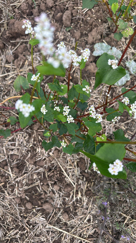 Common Buckwheat