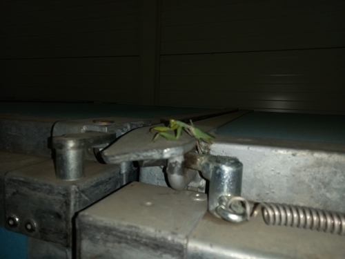 Transcaucasian Giant Mantis