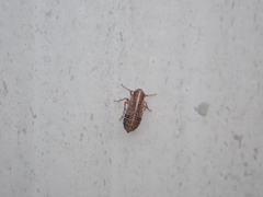 Dicranotropis hamata