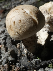 Macrocybe titans