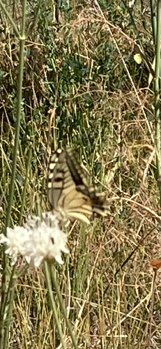 Old World Swallowtail