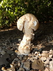 Macrocybe titans