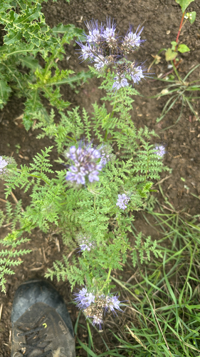 Lacy phacelia