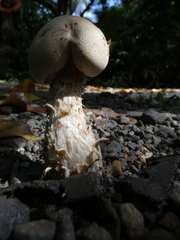 Macrocybe titans