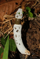 Staheliomyces cinctus