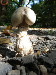 Macrocybe titans