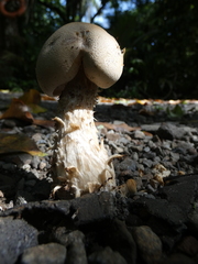 Macrocybe titans
