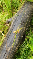Carex lurida, photograph (c) Patrick Jackson, some rights reserved (CC BY)