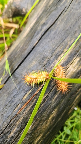 Carex lurida, photograph 6