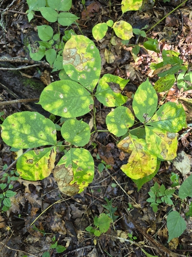 wild sarsaparilla