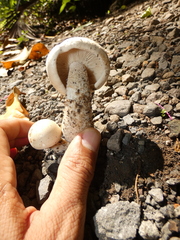 Macrocybe titans