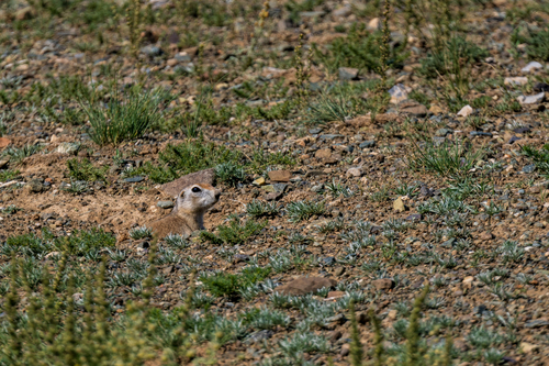 Red-cheeked Ground Squirrel