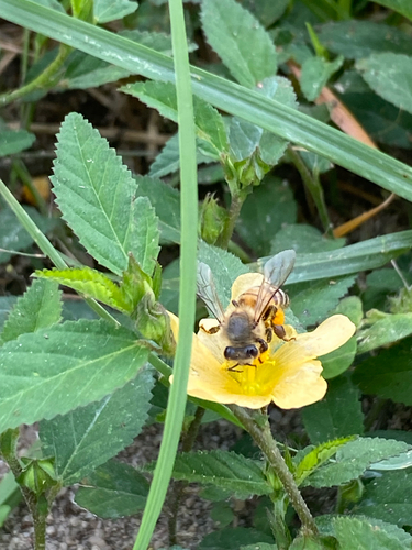Western Honey Bee