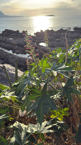 castor bean