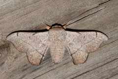 Cicinnus melsheimeri