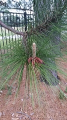 Pinus palustris