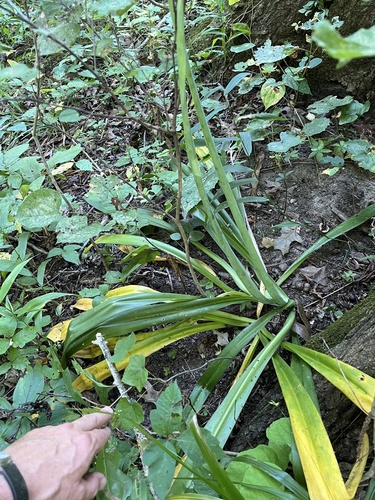 Hymenocallis occidentalis, photograph 4