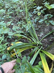 Hymenocallis occidentalis, photograph author not stated, no rights reserved