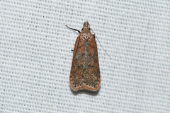 Dichomeris ventrellus