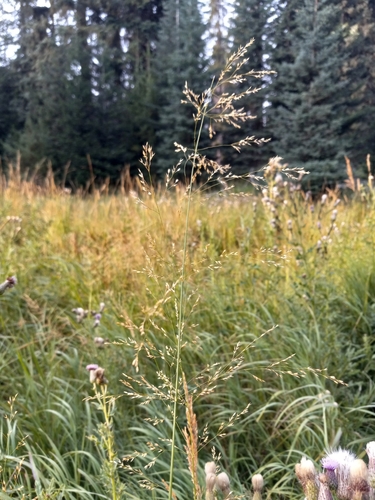 Poa palustris