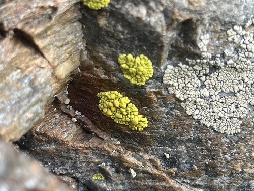 splash-paint cobblestone lichen