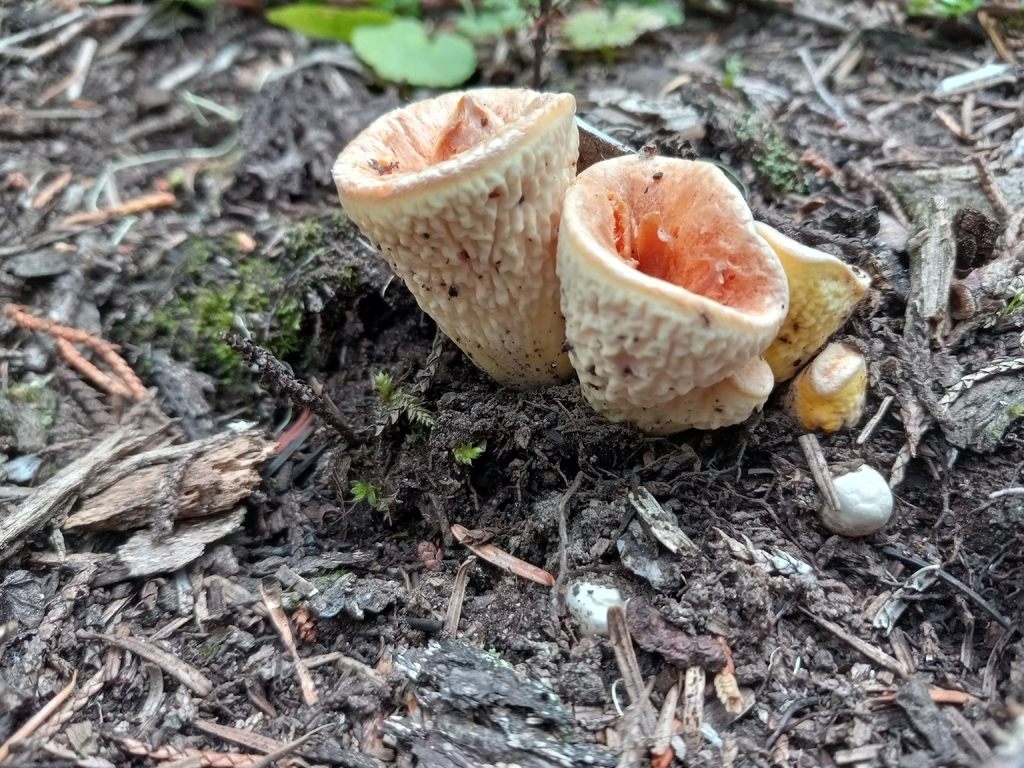 Scaly Chanterelle · September 2026 · photo: Photo: no rights reserved · iNaturalist