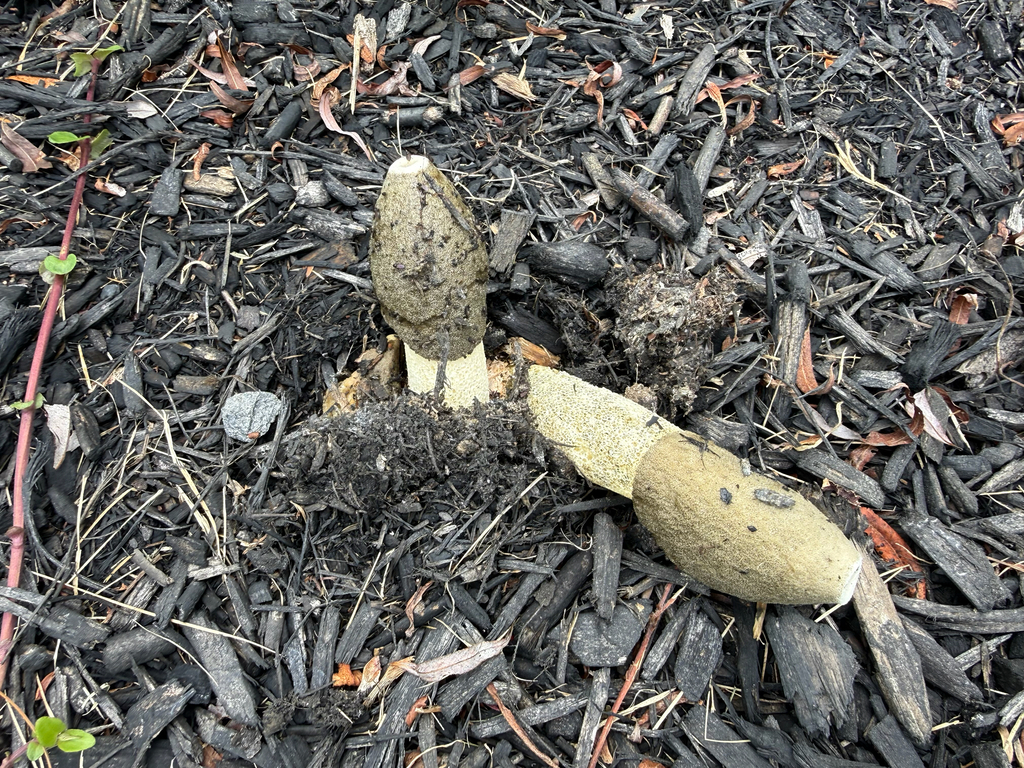 Ravenel's stinkhorn · September 2026 · photo: Photo: (c) j_osborn, some rights reserved (CC BY) · iNaturalist