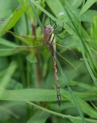 Anaciaeschna jaspidea