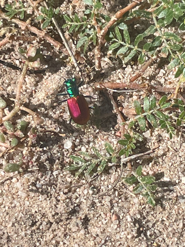 Festive Tiger Beetle