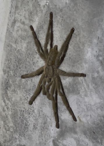 Sri Lankan Ornamental Tarantula