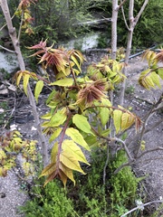 Ailanthus altissima