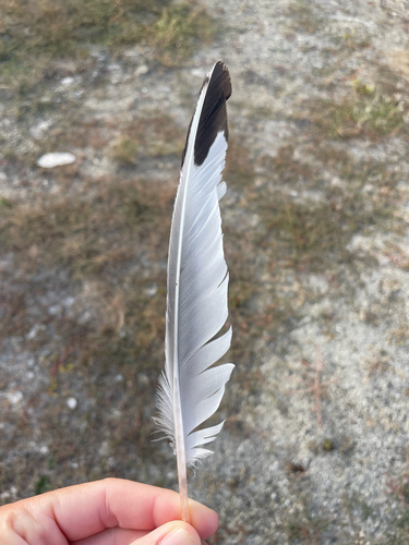 Plume de Mouette de Franklin
