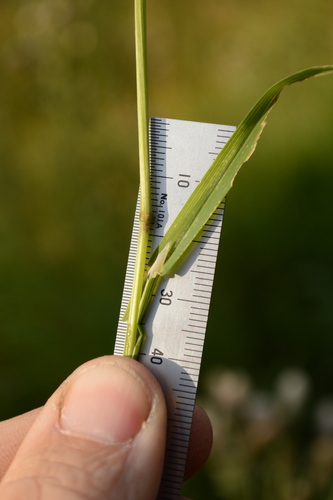 Poa palustris, photograph 3