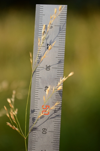 Poa palustris, photograph 2