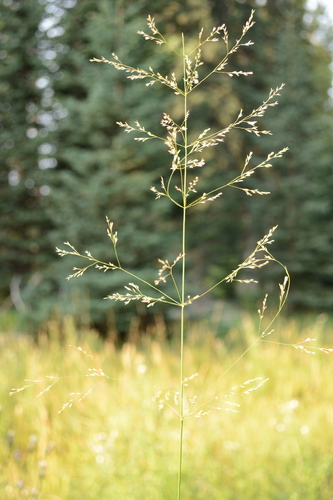 Poa palustris, photograph 4