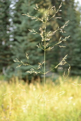 Poa palustris, photograph author not stated, no rights reserved
