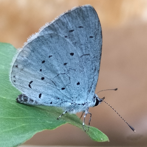 Holly Blue