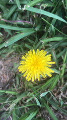 Taraxacum officinale
