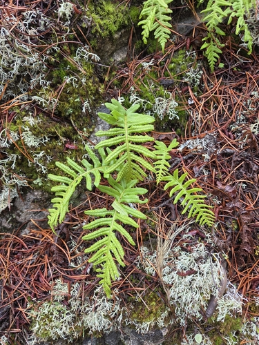 licorice fern