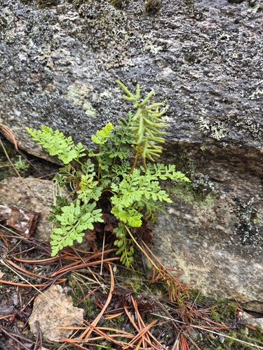 American parsley fern
