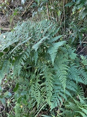 Dryopteris lewalleana