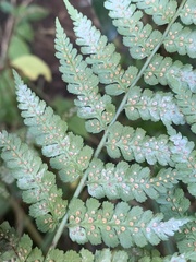Dryopteris lewalleana