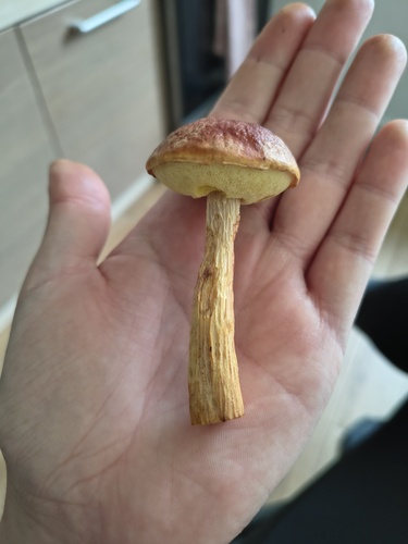 Aureoboletus projectellus