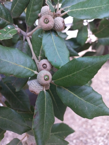 Holm oak