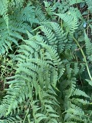 Dryopteris lewalleana