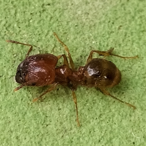 Pallid Big-headed Ant