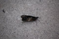 Catasticta flisa duna