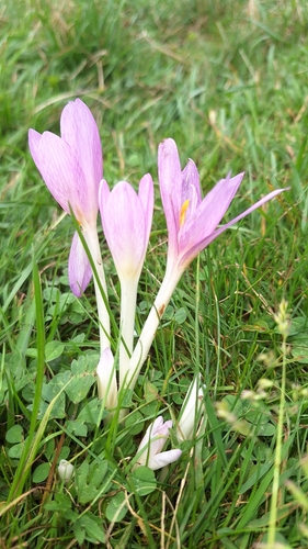 Autumn Crocus