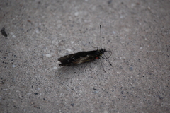 Catasticta flisa duna